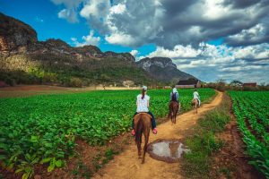 Viajes en grupo organizado excursion caballo en Viñales